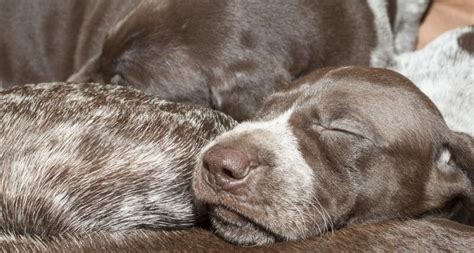 gsp puppy feeding chart|How Much To Feed A German Shorthaired Pointer。